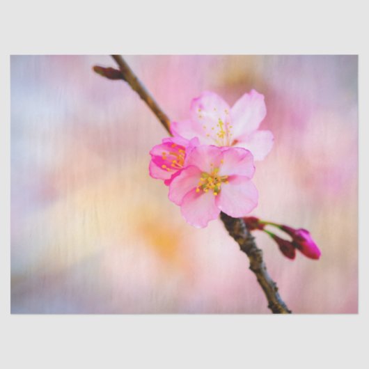 Schöne Sakura Kirschblüten Seidenpapier (Vorderseite)