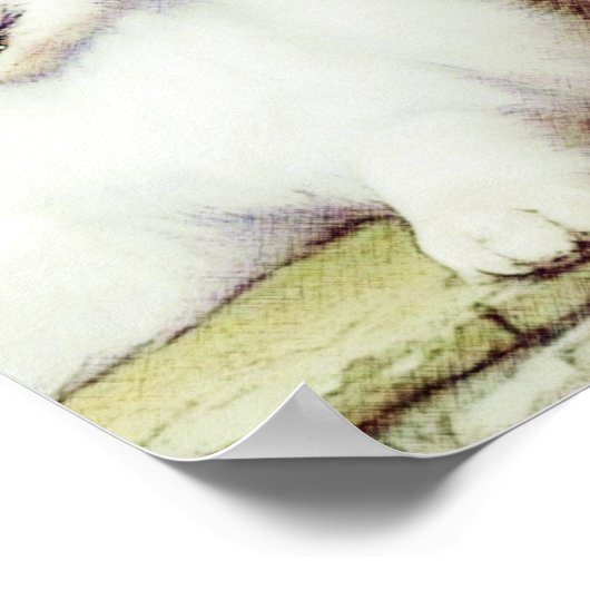 Schöne Samoyed & English Shepherds Poster (Ecke)