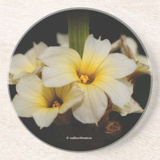 Schöne Satin-Blume auf schwarz Getränkeuntersetzer (Vorne)