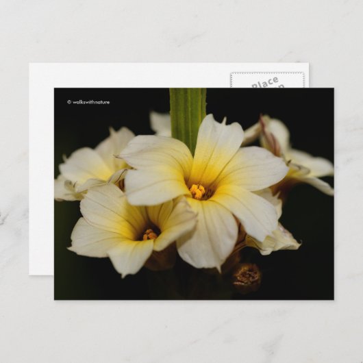 Schöne Satin-Blume auf schwarz Postkarte (Vorne/Hinten)