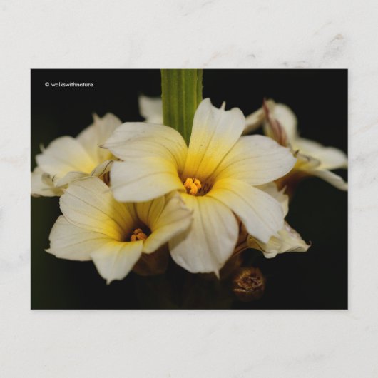 Schöne Satin-Blume auf schwarz Postkarte (Vorderseite)