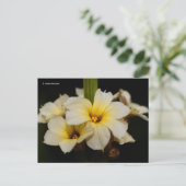 Schöne Satin-Blume auf schwarz Postkarte (Stehend Vorderseite)