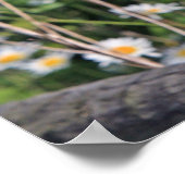 Schöne Scheuneneule Poster (Ecke)