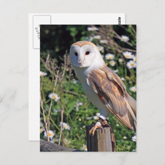 Schöne Scheuneneule Postkarte (Vorne/Hinten)