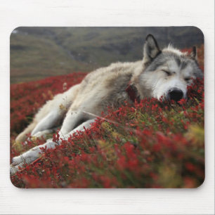 Schöne schlafende Wolf Mouse Mat Mousepad