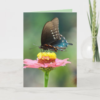 Schöne Schmetterlinge Karte