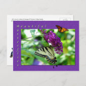 Schöne Schmetterlinge Postkarte (Vorne/Hinten)