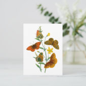 Schöne Schmetterlinge Postkarte (Stehend Vorderseite)