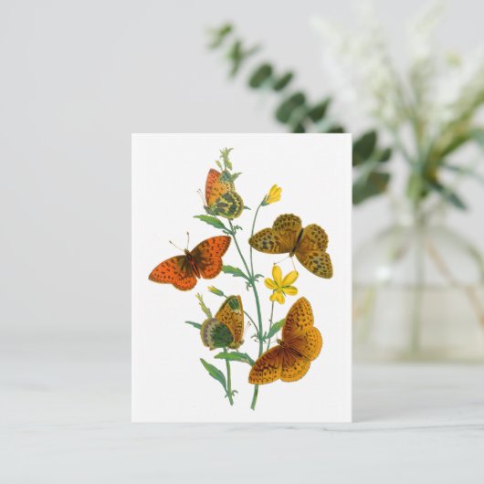 Schöne Schmetterlinge Postkarte (Stehend Vorderseite)