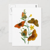 Schöne Schmetterlinge Postkarte (Vorne/Hinten)