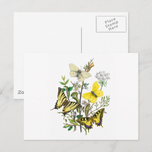 Schöne Schmetterlinge Postkarte (Vorne/Hinten)