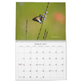 Schöne Schmetterlinge und Mottenkalender Kalender (Mär 2027)