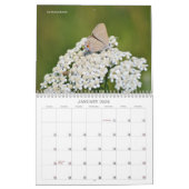 Schöne Schmetterlinge und Mottenkalender Kalender (Jan 2026)
