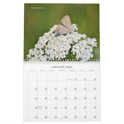 Schöne Schmetterlinge und Mottenkalender Kalender (Jan 2026)