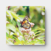 Schöne Schmetterlingskunst Fotoplatte (Vorderseite)