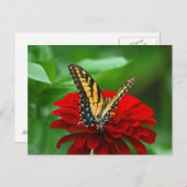 Schöne Schmetterlingsrote Blume Postkarte (Vorne/Hinten)
