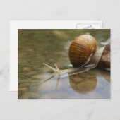 Schöne Schnecke und Reflektion im Wasser Postkarte (Vorne/Hinten)
