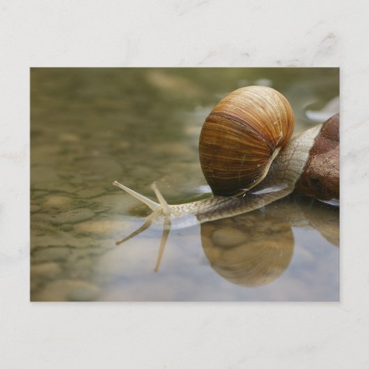 Schöne Schnecke und Reflektion im Wasser Postkarte (Vorderseite)