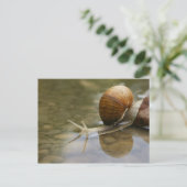 Schöne Schnecke und Reflektion im Wasser Postkarte (Stehend Vorderseite)