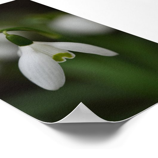 Schöne Schneedecke Nah Poster (Ecke)