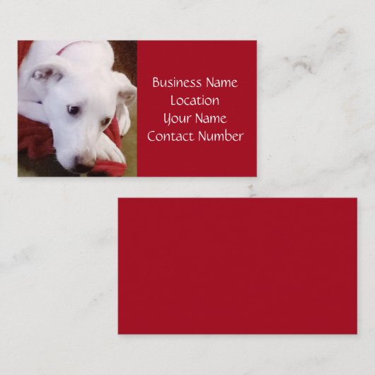 Schöne, schneeweiße Hunderotkarte Visitenkarte (Vorne/Hinten)