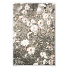 Schöne schneeweiße Wildblume Fotodruck