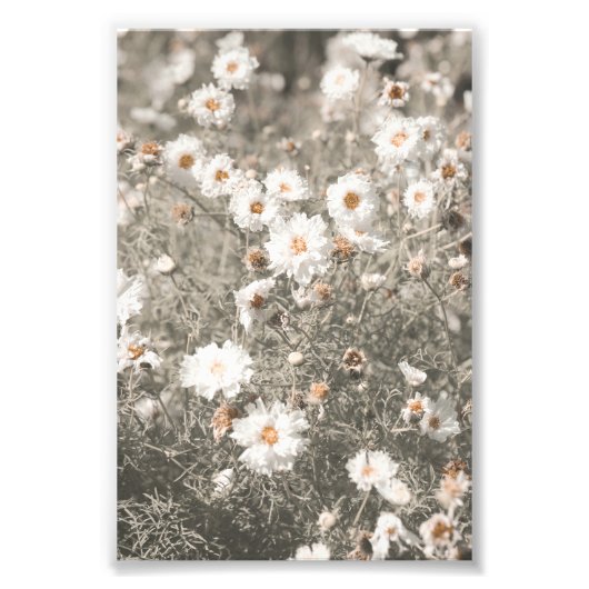 Schöne schneeweiße Wildblume Fotodruck (Vorne)