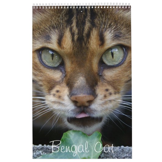 Schöne schöne Bengalische Katzen 2025 Kalender (Titelbild)