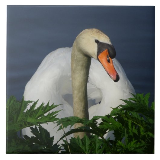 Schöne Schwan-Keramikfliese Fliese (Vorderseite)