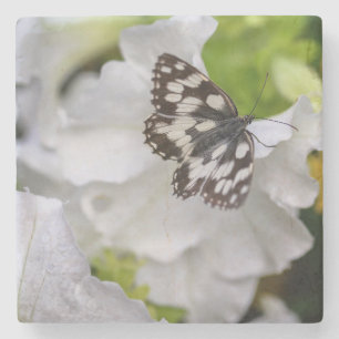 Schöne Schwarz-Weiß-Schmetterling auf einer Blume Steinuntersetzer