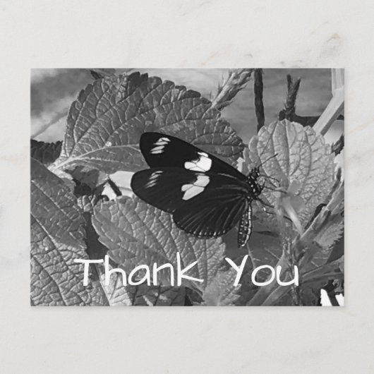 Schöne Schwarz-Weiß-Schmetterling Danke Postkarte (Vorderseite)