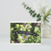 Schöne Schwarz-Weiß-Schmetterling Postkarte (Stehend Vorderseite)