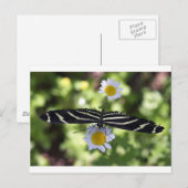 Schöne Schwarz-Weiß-Schmetterling Postkarte (Vorne/Hinten)