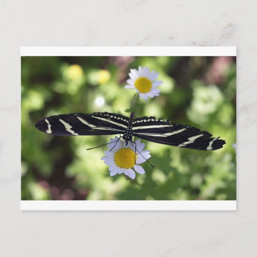 Schöne Schwarz-Weiß-Schmetterling Postkarte (Vorderseite)