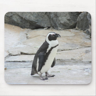 Schöne schwarz-weiße Pinguine auf den Felsen Mousepad