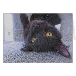 Schöne schwarze Katze