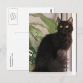 Schöne schwarze Katze Postkarte (Vorne/Hinten)