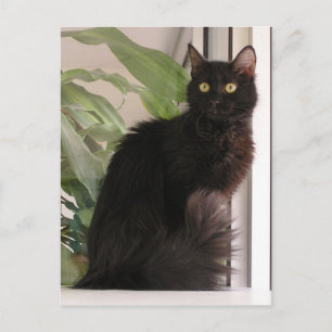 Schöne schwarze Katze Postkarte