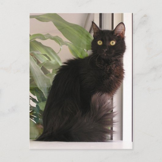 Schöne schwarze Katze Postkarte (Vorderseite)