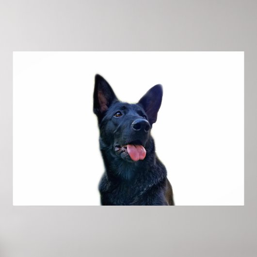 Schöne schwarze Schafhirte Poster (Vorne)