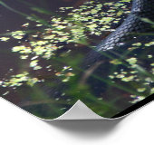 Schöne Schwarze Schlange Print Poster (Ecke)