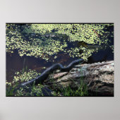 Schöne Schwarze Schlange Print Poster (Vorne)