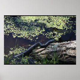 Schöne Schwarze Schlange Print Poster