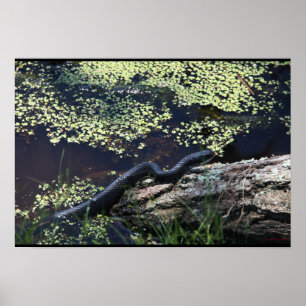 Schöne Schwarze Schlange Print Poster