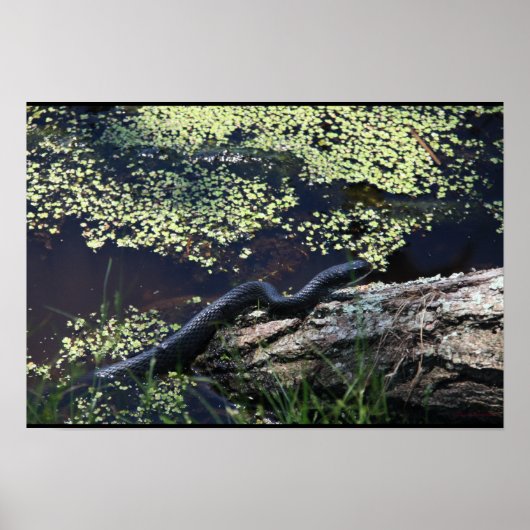 Schöne Schwarze Schlange Print Poster (Vorne)