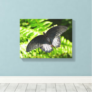 Schöne Schwarze Schmetterlingsinsekten Natur Leinwanddruck