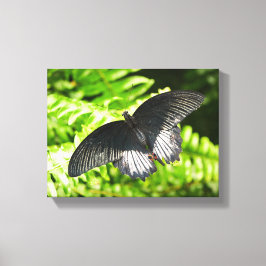 Schöne Schwarze Schmetterlingsinsekten Natur Leinwanddruck