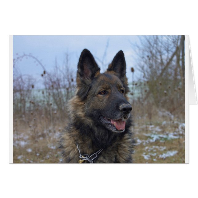 schöne schwarze und bräunliche deutsche Schäferwel (Vorderseite (Horizontal))