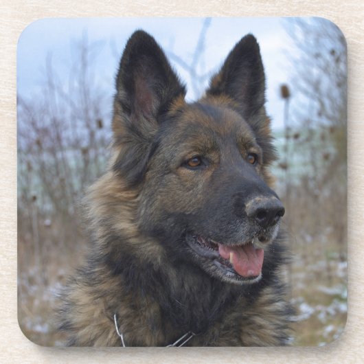 schöne schwarze und bräunliche deutsche Schäferwel Untersetzer (Vorderseite)