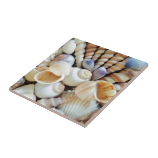 Schöne Seashells, Sommer, Strand, Muscheln Fliese (Seite)